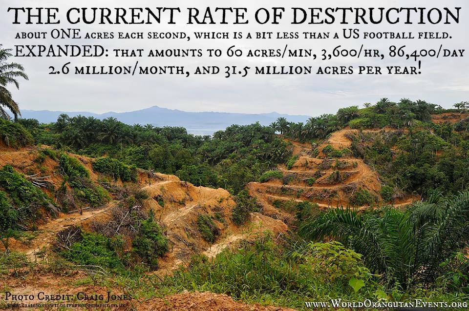 Albert Einstein Quote - Deforestation Education