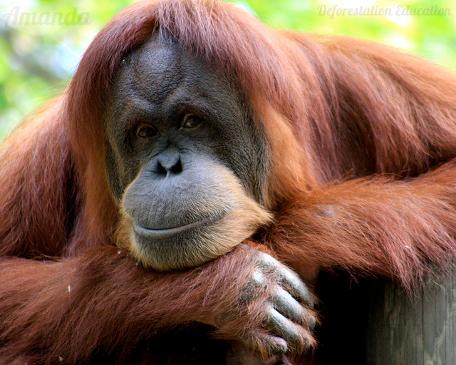 Amanda at Como Park Zoo - #OrangutanDay August 19th 
