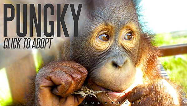 Pungky- Red Apes- Orangutan Outreach