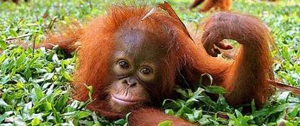 Sweet Orangutan Baby- Deforestation Education
